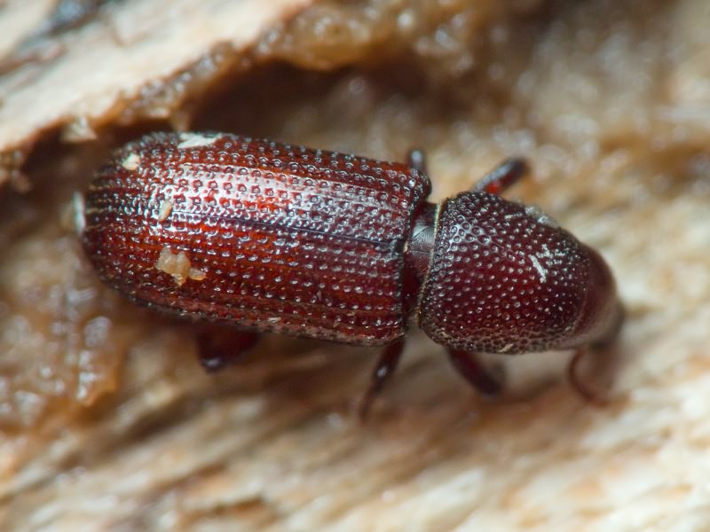 Hexarthrum exiguum (Boheman, 1838)